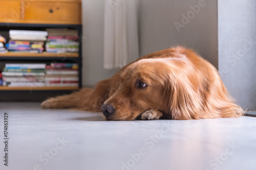 Golden Retriever to lie on the ground