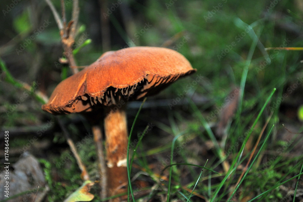 Fototapeta premium Pilz im Wald