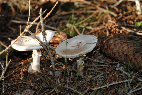 Amanita pantherina photo