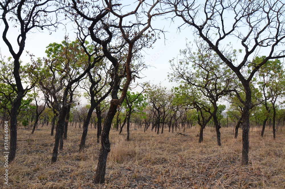 The African landscape. Cameroon The African landscape. Cameroon