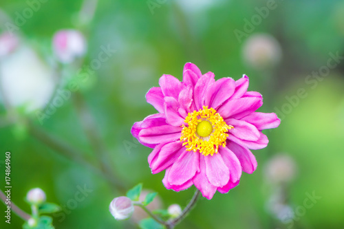 Slika na platnu Closeup of a pink anemone flower
