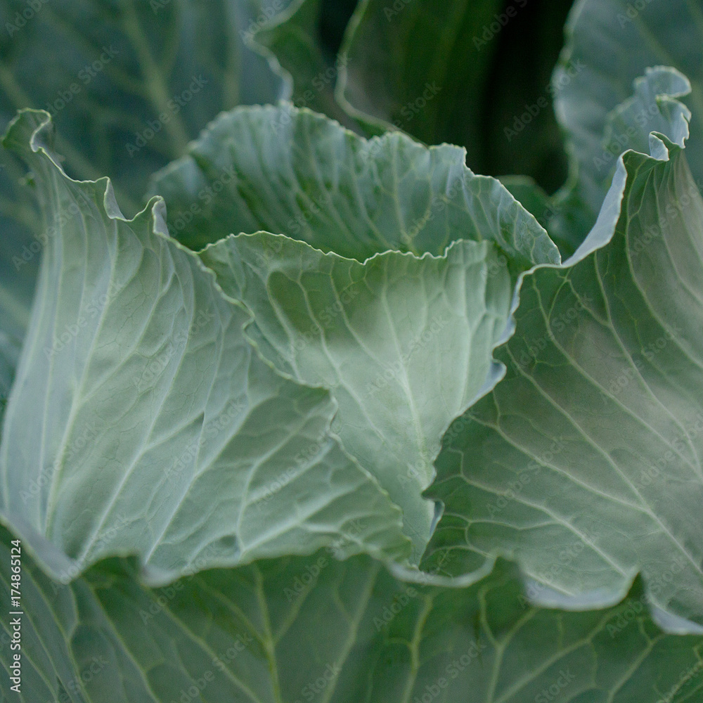 head of cabbage head of cabbage