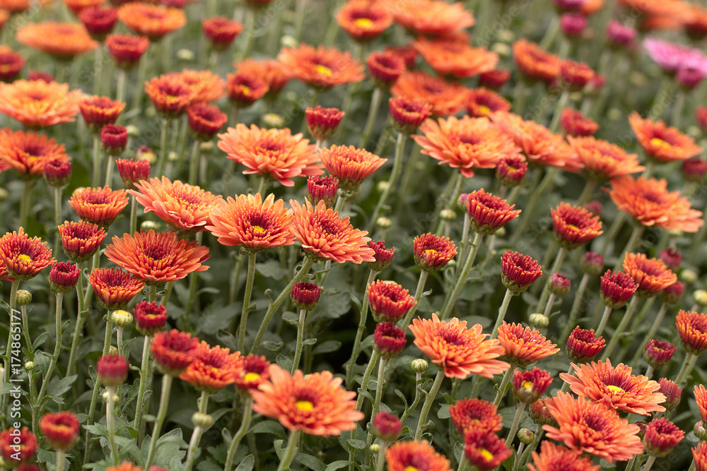 red beautiful asters densely growing on a lawn or field red beautiful asters densely growing on a lawn or field