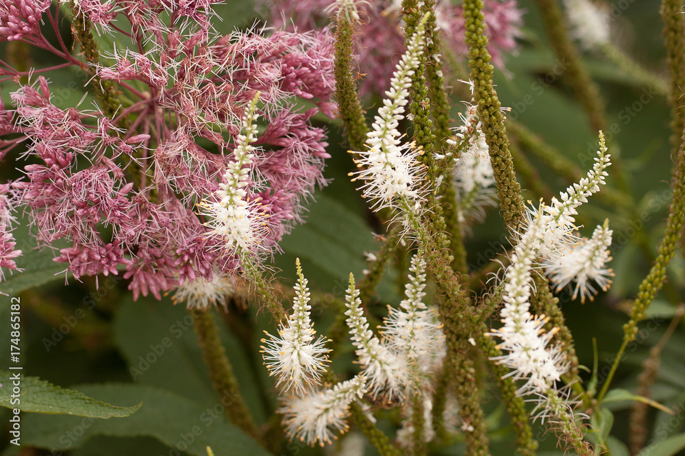 unusual decorative flowers adorn the park or garden unusual decorative flowers adorn the park or garden
