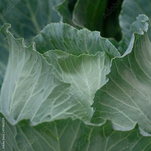 head of cabbage © guppys