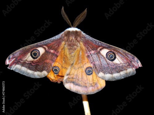 one butterfly on the branch