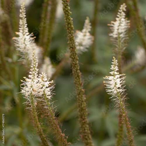 unusual decorative flowers adorn the park or garden