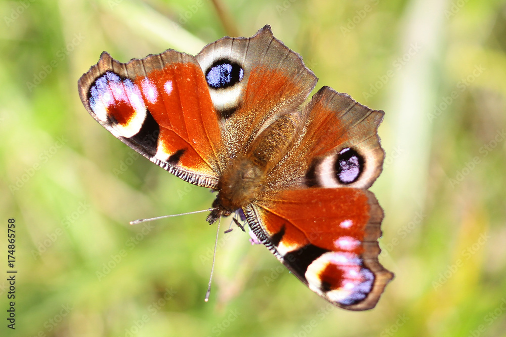 Obraz premium Aglais io