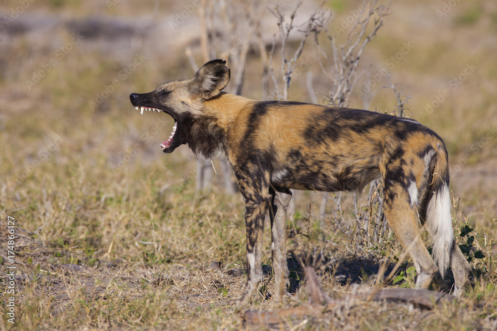 Fototapeta premium African wild dog, Botswana