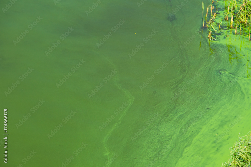 Blooming green water. Green algae polluted river