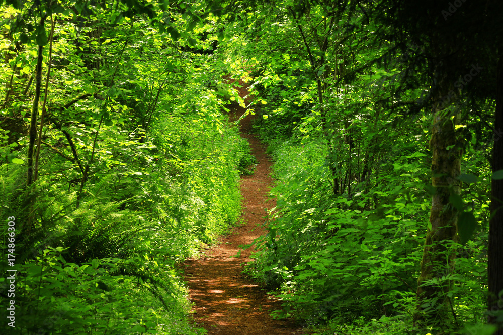 a picture of an Pacific Northwest forest trail a picture of an Pacific Northwest forest trail