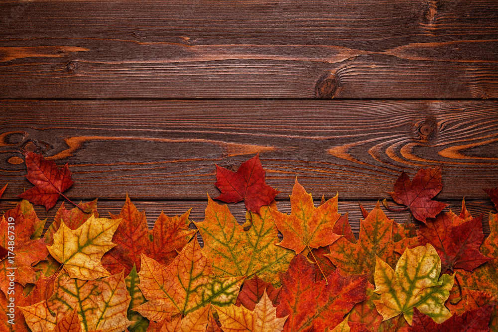 Obraz premium Beautiful multi-colored autumn leaves.