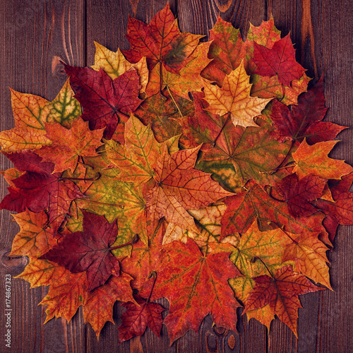 Beautiful multi-colored autumn leaves.