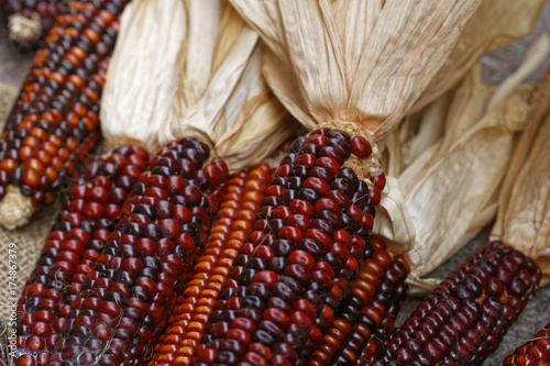 red corn as autumn decoration