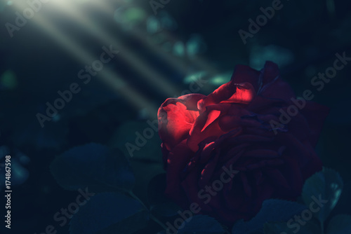 Sun rays fall over red rose in dark shadow