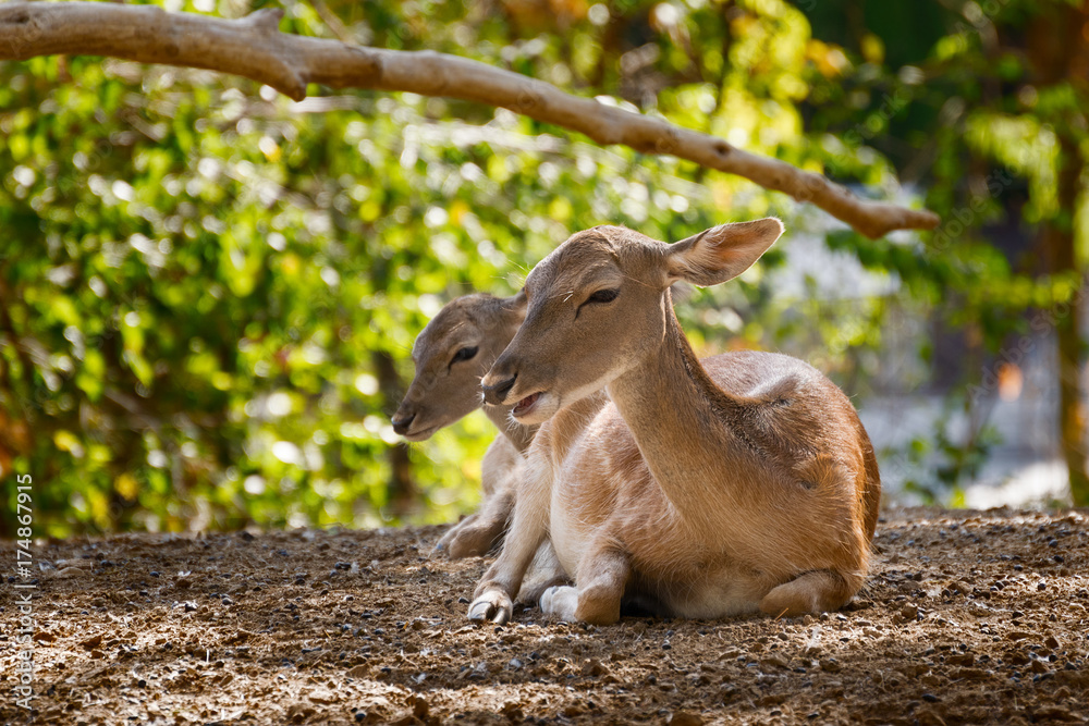 Naklejka premium two roe deer resting under the shade of a tree