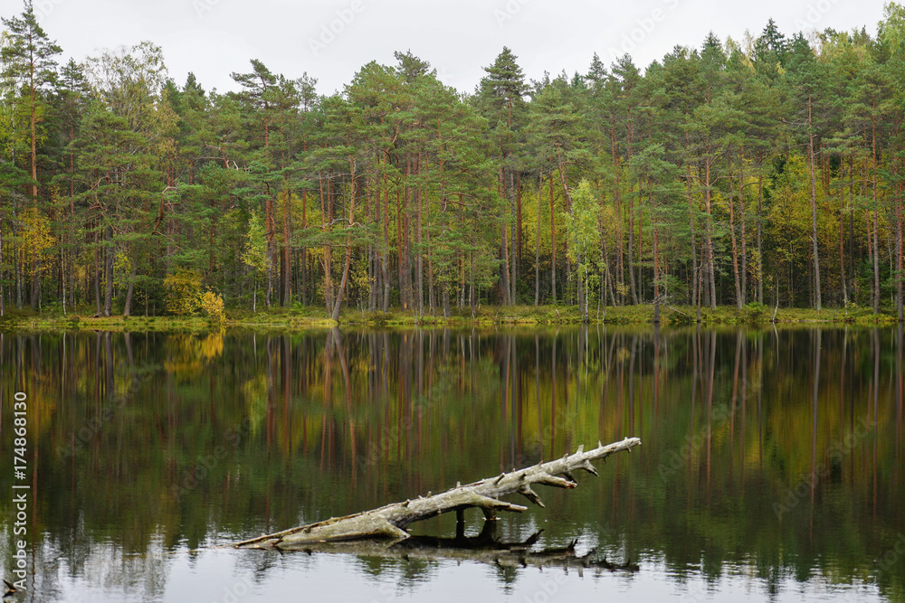Beautiful autumn forest near the water Beautiful autumn forest near the water
