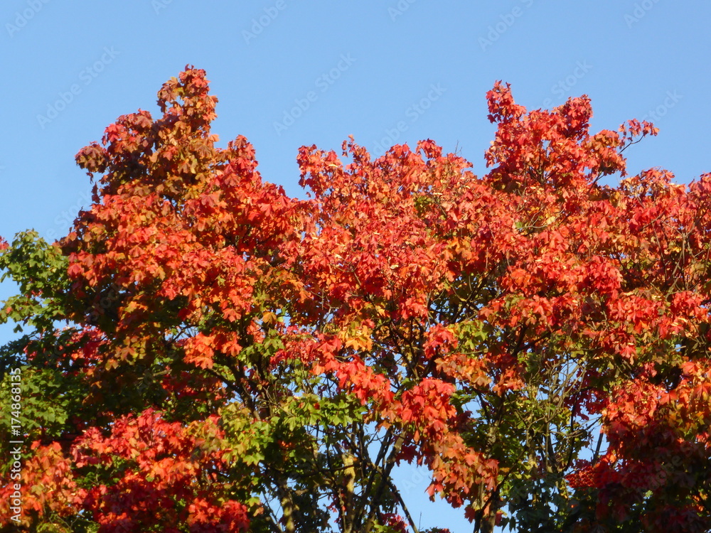 Autumn tree