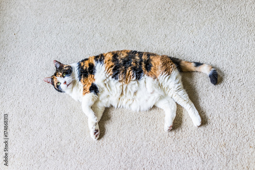 Closeup of lazy calico cat lying on carpet looking up in home living room