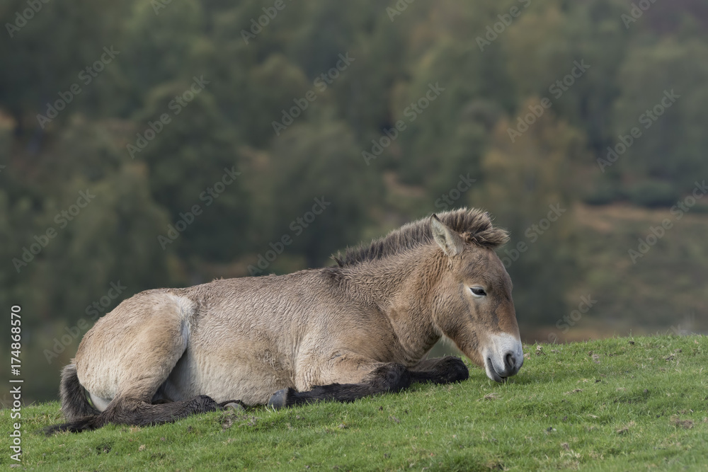 Fototapeta premium przewalski horse, Equus ferus przewalskii, portrait and scenes