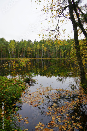 Beautiful autumn forest near the water