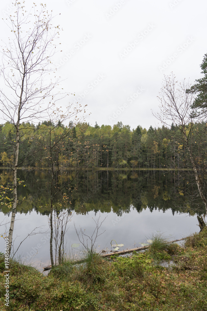 Fototapeta premium Beautiful autumn forest near the water