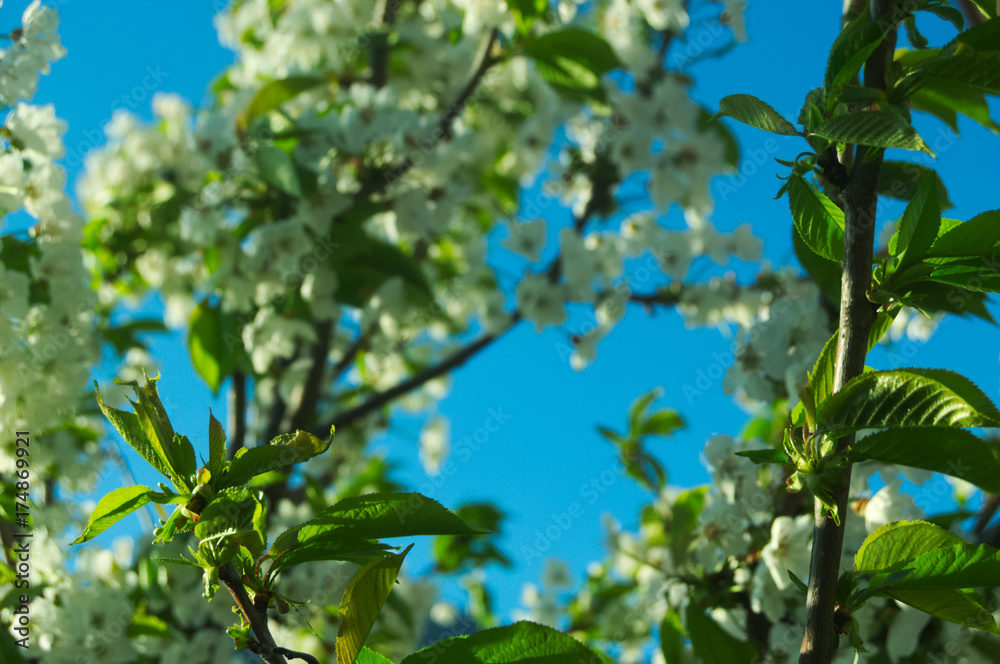 Fiori bianchi in primavera