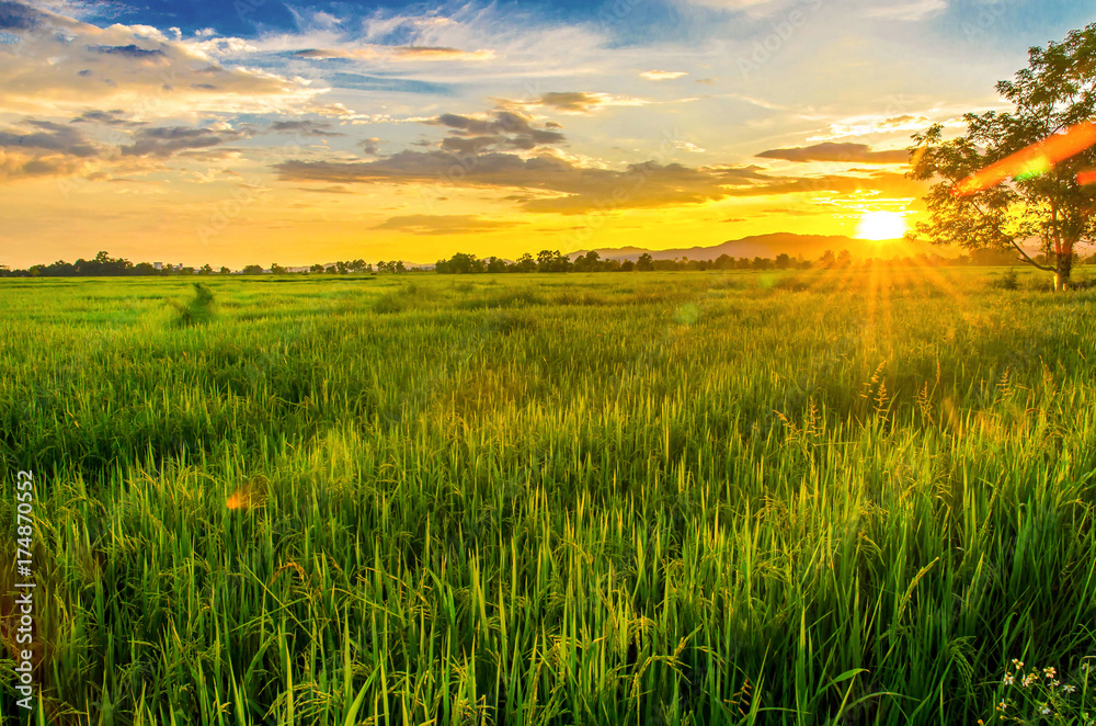 Landscape of cornfield and green field with sunset on the farm, Green cornfield and beautiful blue sky at local-city