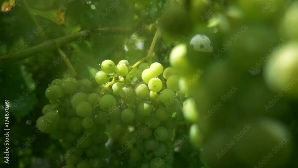 Fresh grapes in the rain, sunny weather. Slow motion video.