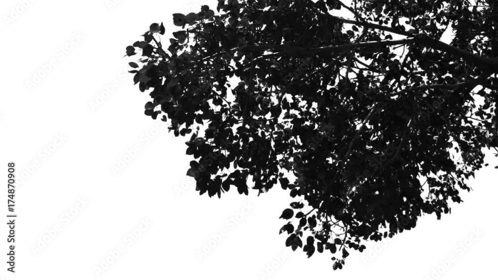 Black and white Branches in wind isolated on white background