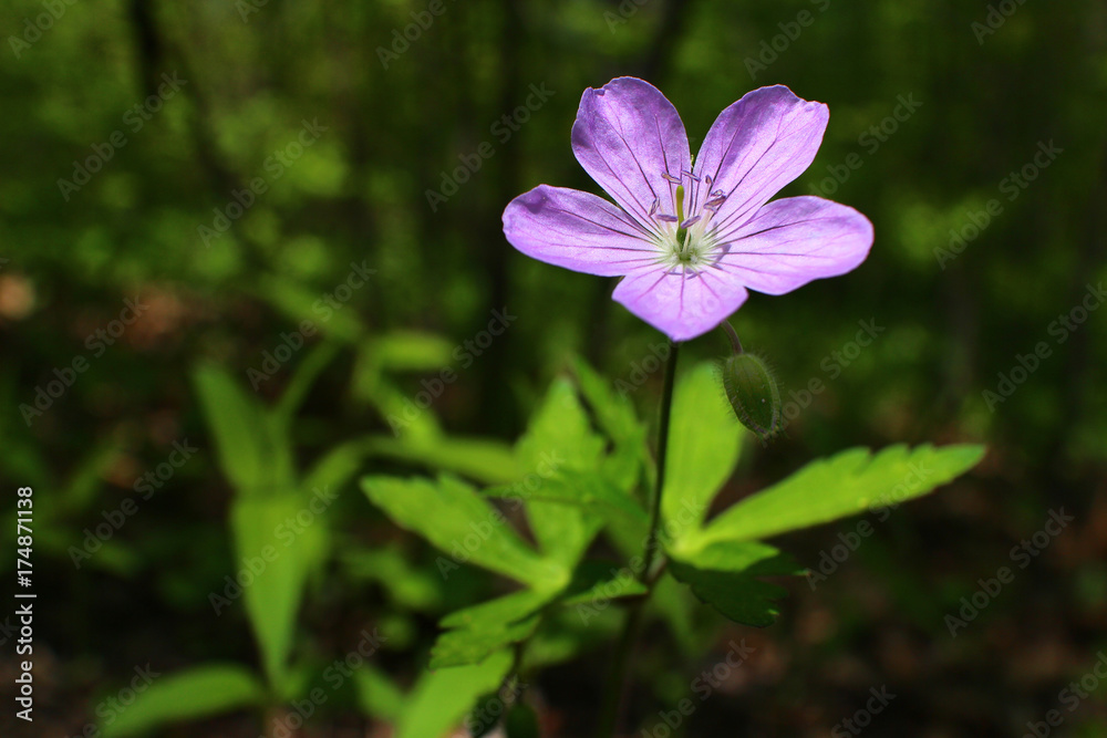 Image of wild flower in nature setting Image of wild flower in nature setting