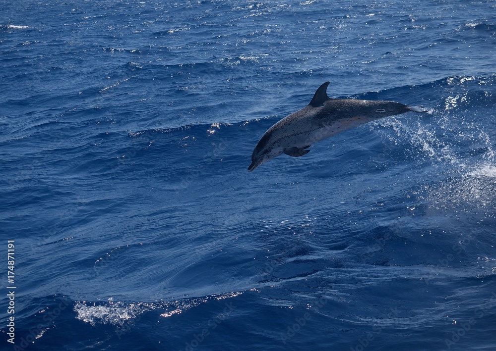 Fototapeta premium Dolphin jump