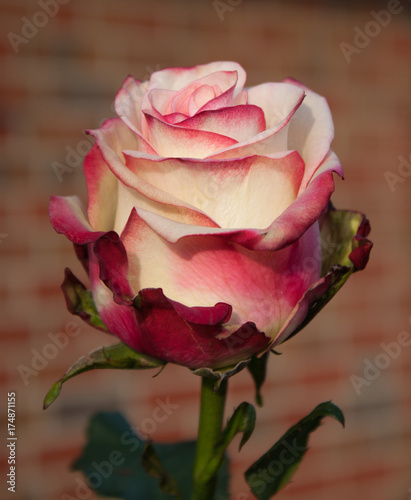 Fototapeta Naklejka Na Ścianę i Meble -  Rose vor Hauswand, Detailaufnahme beleuchtet von der Sonne mit Tiefenschärfe