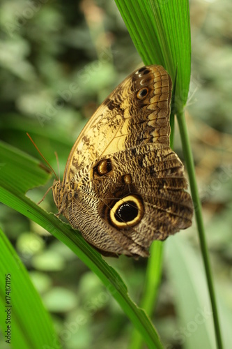 Caligo (Papillon Hibou)