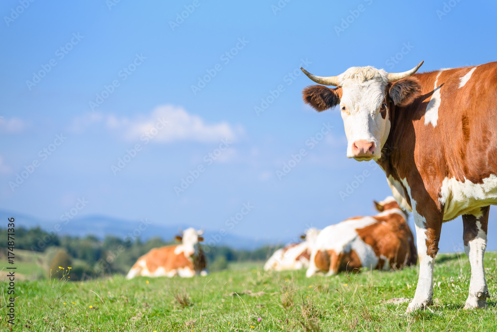 Cows on a mountains pasture