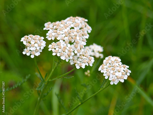 Schafgarbe, Achillea millefolium photo