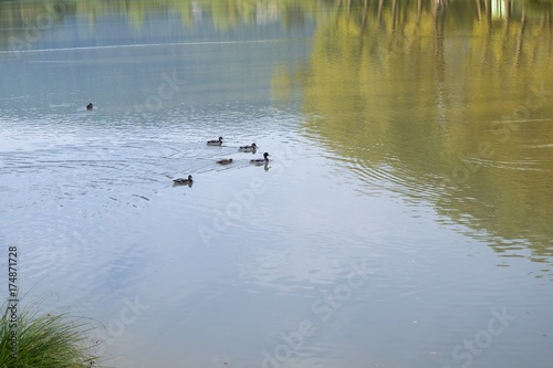 Ducks on the lake with tree reflections. Slovakia