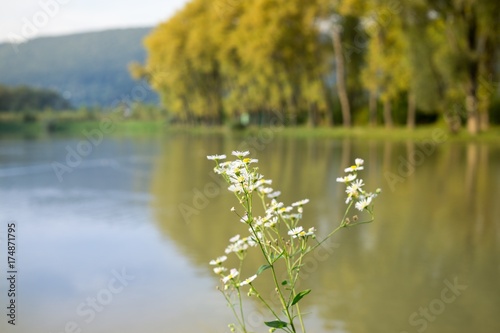 White flower with water lake background. Slovakia