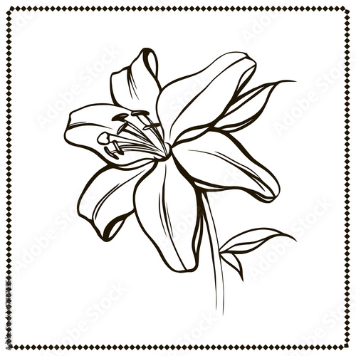 Fototapeta Naklejka Na Ścianę i Meble -  Lily flower close-up