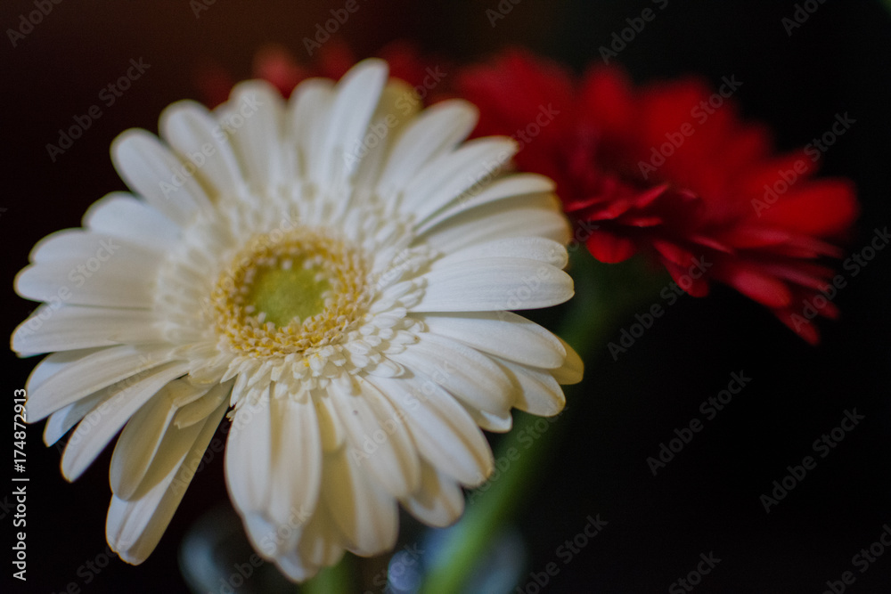 Flower Flower