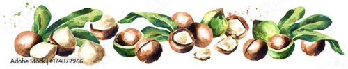 Macadamia nuts panoramic image on white background. Watercolor hand drawn illustration photo