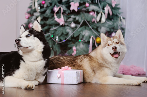 two dogs Husky under a Christmas tree with a Christmas gift