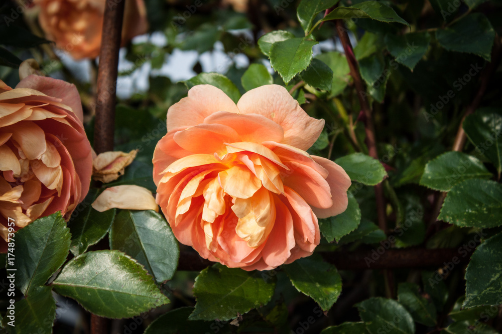 Pat Austin Rose Pat Austin Rose