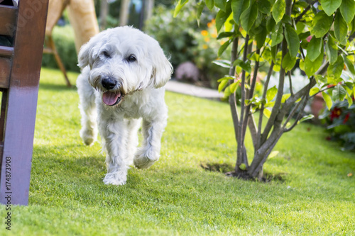 Photography Beautiful and playful white haired Wheaten Terrier happily runs around the garde