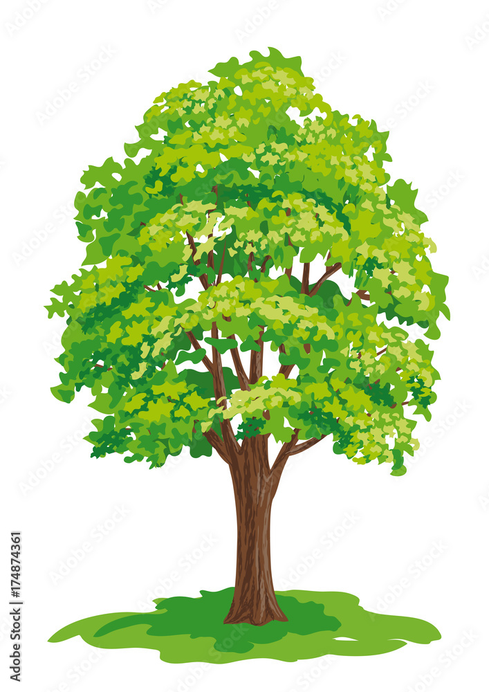 Obraz premium Vector drawing of maple tree