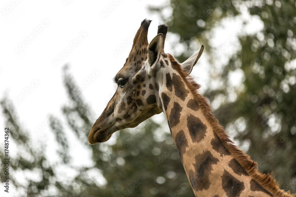 occhi della giraffa. la testa della giraffa occhi della giraffa. la testa della giraffa