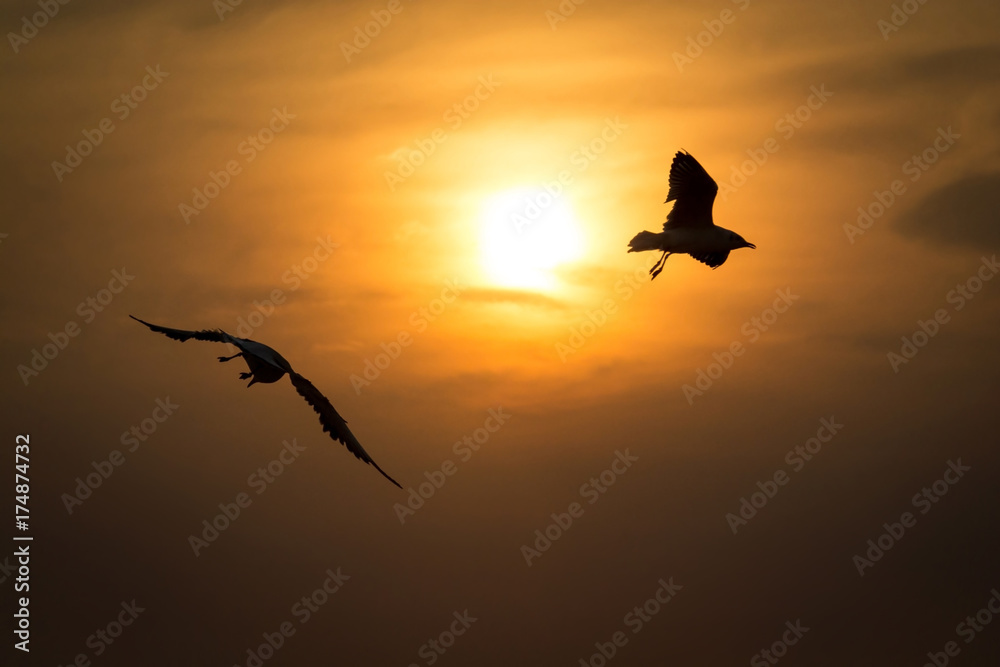 Fototapeta premium Silhouette low angle view of seagulls flying against sunset.