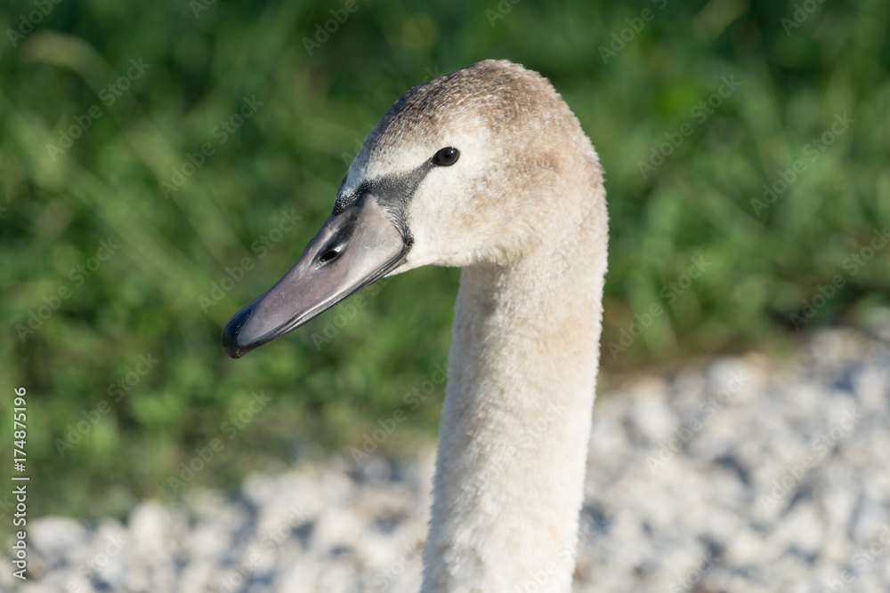 swans in the ornithological Park of Sochi, Krasnodar region swans in the ornithological Park of Sochi, Krasnodar region