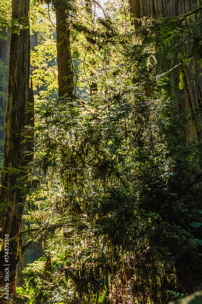 Fototapeta premium Redwood National Forest