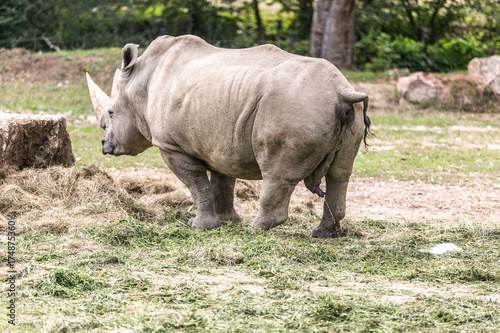 rinoceronte fa pipi. rinoceronte bianco 